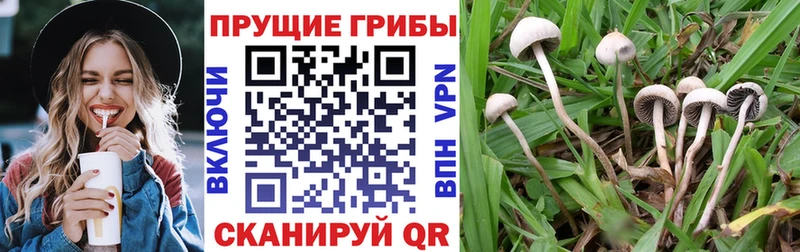 Галлюциногенные грибы GOLDEN TEACHER  даркнет сайт  Новосокольники 